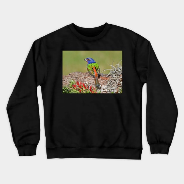 Painted Bunting Bird Photograph Notecard Crewneck Sweatshirt by candiscamera